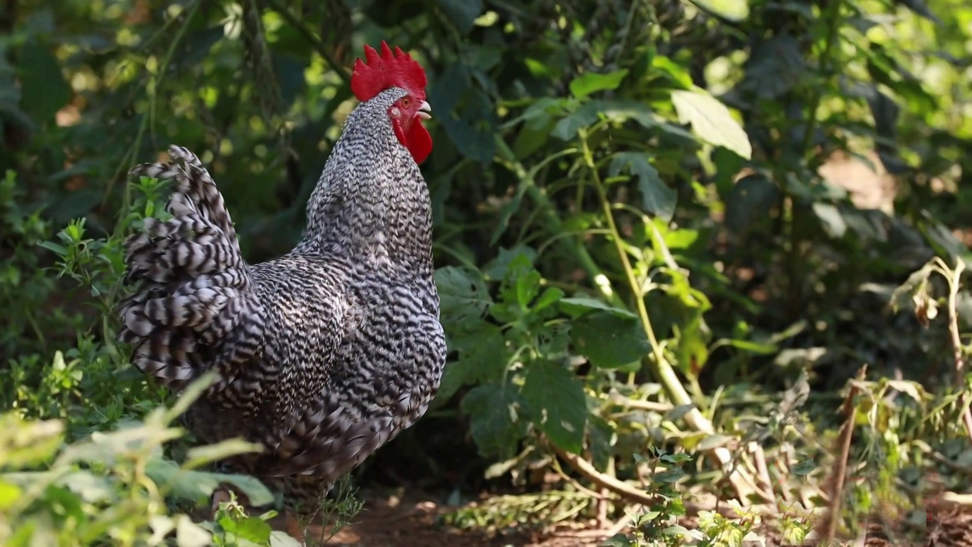 ����«�������ֳ�����ũ�� 