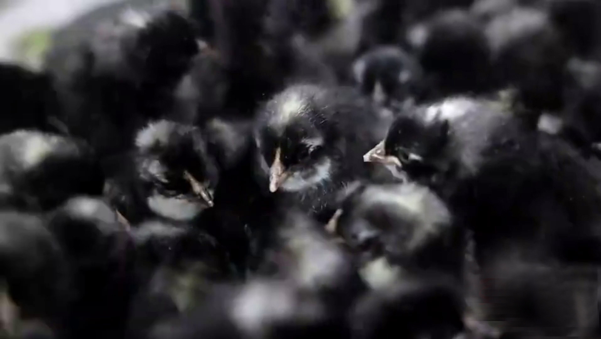 ����«�������ֳ�����ũ�� 