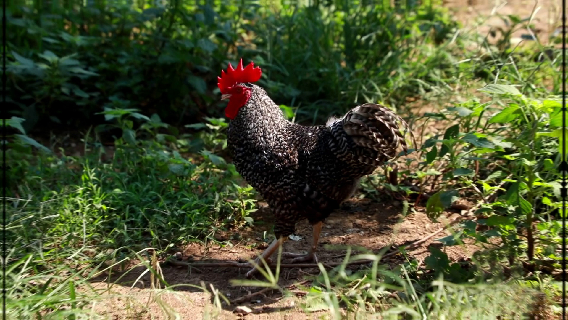 ����«�������ֳ�����ũ�� 