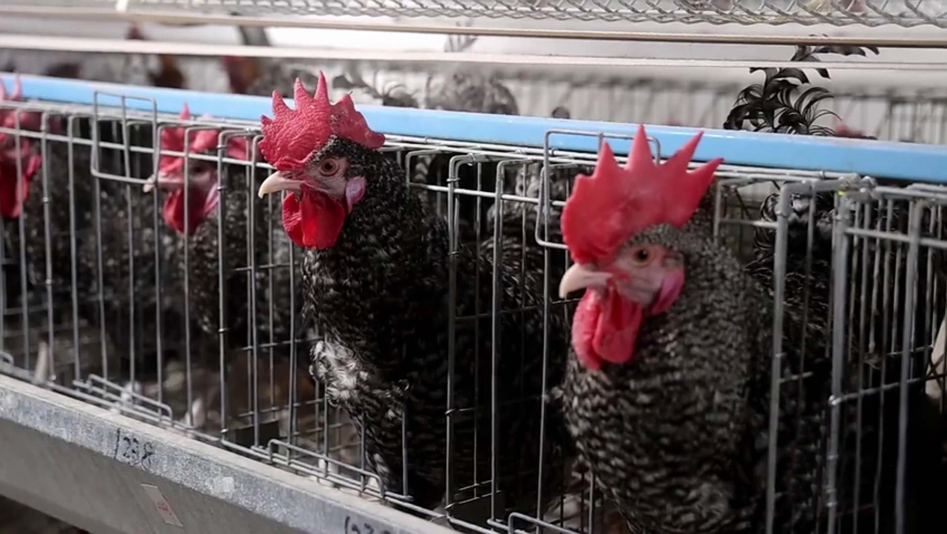 ����«�������ֳ�����ũ�� 