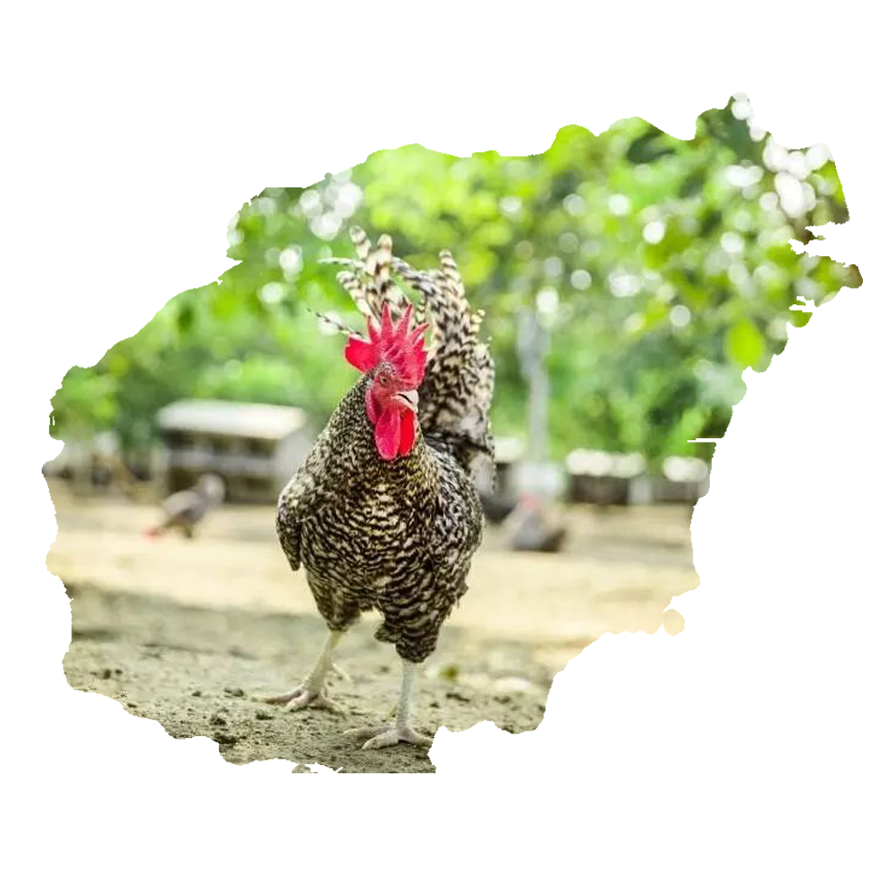 ����«���� 