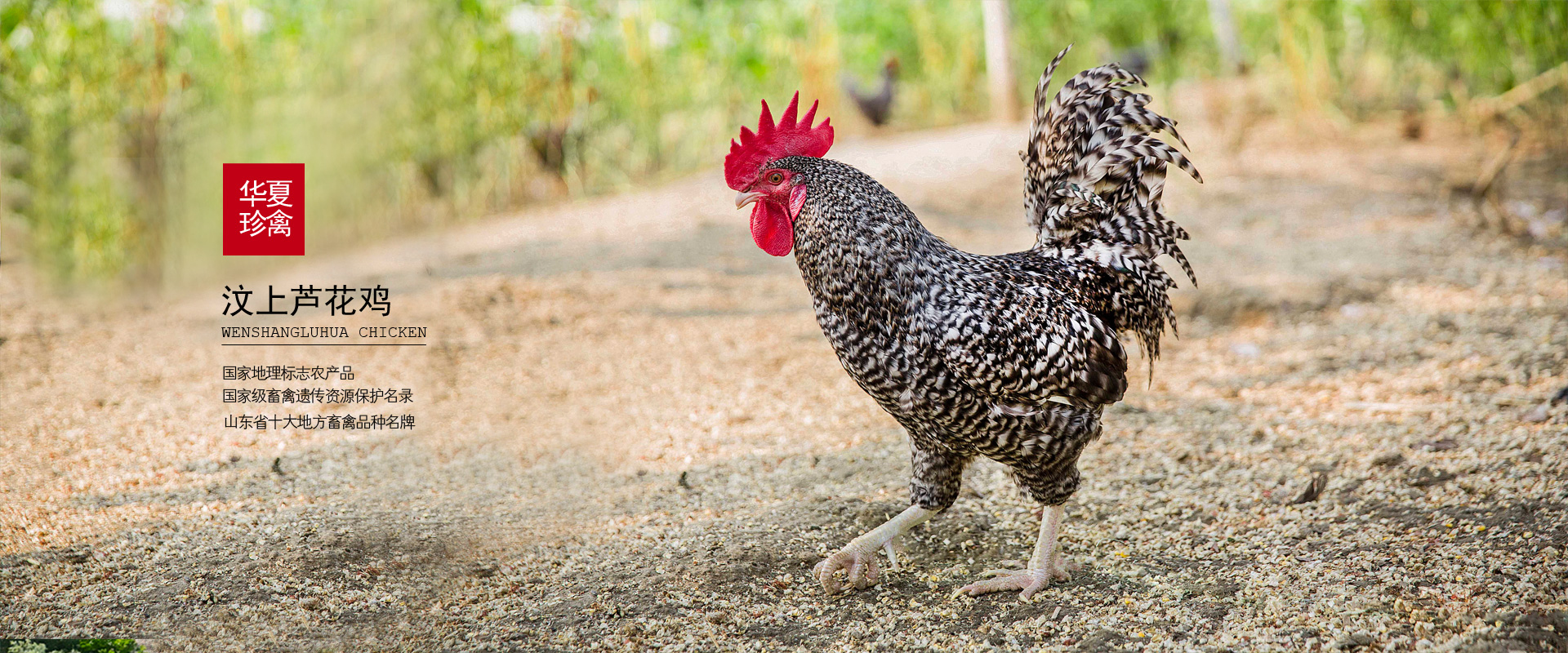 ����«�������ֳ� - ɽ������ũ���Ƽ��ɷ����޹�˾  